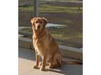 Adopt Koa a Tan/Yellow/Fawn Golden Retriever / Mixed dog in Huntington Beach