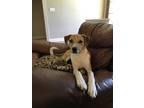 Adopt Sherlock a Tan/Yellow/Fawn - with White Mutt / Mixed dog in Madisonville