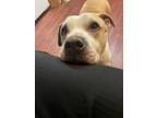 Adopt Sami a Red/Golden/Orange/Chestnut - with White Pit Bull Terrier / Mixed