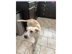 Adopt Memphis a Tan/Yellow/Fawn - with White Beagle / Mixed dog in Newport