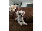 Adopt Chloe a White Maltipoo / Mixed dog in Danville, VA (41564377)
