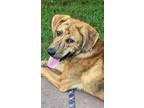 Adopt Hobbs a Hound (Unknown Type) / Mixed dog in Barrington, RI (41562731)