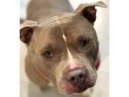 Adopt SPICE a Brown/Chocolate - with White Pit Bull Terrier / Mixed dog in