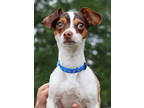 Adopt Rover a White Jack Russell Terrier / Mixed Breed (Medium) / Mixed (short