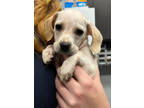 Adopt Jill a White Beagle / Mixed Breed (Medium) / Mixed (short coat) dog in