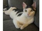 Adopt Oslo a Black & White or Tuxedo Domestic Shorthair (short coat) cat in