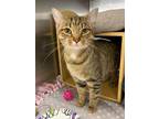Adopt Lucy a Brown Tabby Domestic Shorthair (short coat) cat in Colmar