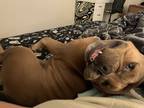 Adopt Cannoli a Tan/Yellow/Fawn American Staffordshire Terrier / Mixed dog in