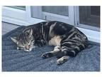 Adopt Holly a Tiger Striped Maine Coon / Mixed (medium coat) cat in Lehi
