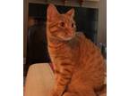 Adopt Goon a Orange or Red Tabby / Mixed (short coat) cat in Dallas