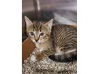 Adopt 2024-05-241 a Domestic Shorthair / Mixed (short coat) cat in Winder