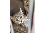 Adopt 2024-05-233 a Domestic Shorthair / Mixed (short coat) cat in Winder
