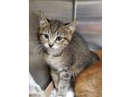 Adopt 2024-05-232 a Domestic Shorthair / Mixed (short coat) cat in Winder