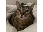 Adopt Catrina a Brown Tabby Tabby / Mixed (short coat) cat in San Antonio