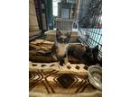 Adopt Feyre a Calico or Dilute Calico Domestic Shorthair / Mixed (short coat)
