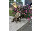 Adopt Veronica a Brindle American Pit Bull Terrier / Mixed dog in Spring