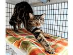 Adopt Canoodle a Domestic Shorthair / Mixed (short coat) cat in Raleigh