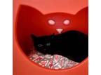Adopt Sweetie Pie a All Black Domestic Shorthair / Mixed (short coat) cat in