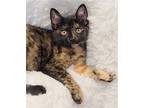 Adopt Dolly Puurton a Tortoiseshell Domestic Mediumhair / Mixed cat in Locust