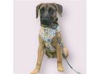 Adopt SUZY a Black Mouth Cur / Mixed dog in Rockville, MD (41562568)