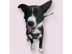 Adopt TUCKER a Black - with White Collie / Mixed dog in Rockville, MD (41562567)
