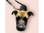 Adopt JUNE a Brown/Chocolate Labrador Retriever / Mixed dog in Rockville