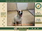 Adopt Stormy a Mixed Breed (Medium) / Mixed dog in Melbourne, FL (41564338)