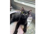Adopt Smokey a Domestic Shorthair / Mixed cat in Port McNicoll, ON (41564360)