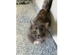 Adopt Tallulah a Domestic Mediumhair / Mixed (medium coat) cat in Port McNicoll