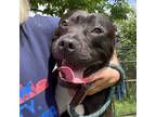 Adopt DROOPY a Black - with White American Staffordshire Terrier / Mixed dog in