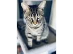 Adopt Theodore a Brown Tabby Domestic Shorthair (short coat) cat in Anderson