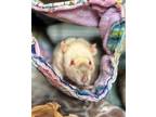Adopt Smidge a Rat (short coat) small animal in Mankato, MN (41563908)