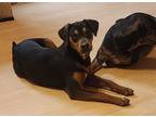 Adopt Bug a Black - with Tan, Yellow or Fawn Mutt / Mixed dog in Arkadelphia