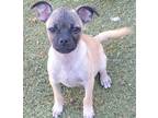 Adopt Letchup a Tan/Yellow/Fawn Pug / Mixed dog in Carrollton, TX (41564169)