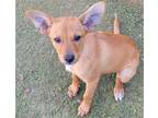 Adopt Pickels a Tan/Yellow/Fawn Shepherd (Unknown Type) / Mixed dog in
