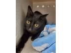 Adopt Licorice a Domestic Shorthair / Mixed cat in Stouffville, ON (41564344)