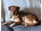 Adopt Ginger a White - with Tan, Yellow or Fawn Mutt / Mixed dog in Arkadelphia