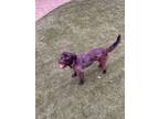 Adopt Ravioli a Brown/Chocolate - with Black Terrier (Unknown Type