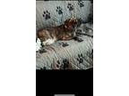 Adopt Boomer a Brindle Puggle / Mixed dog in Florence, NJ (41564128)