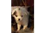Adopt Diva a White - with Brown or Chocolate Pekingese / Pomeranian / Mixed dog