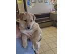 Adopt BUTTERS a Tan/Yellow/Fawn Shepherd (Unknown Type) / Mixed dog in Las