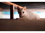 Adopt Lily a White Turkish Angora / Mixed (short coat) cat in Tampa