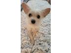 Adopt Bitsy a White Terrier (Unknown Type, Medium) / Mixed dog in Corona