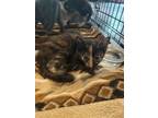 Adopt Aang a Tortoiseshell Domestic Shorthair / Mixed (short coat) cat in