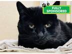 Adopt Velvet a Domestic Shorthair / Mixed cat in Edmonton, AB (41564356)