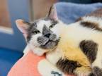 Adopt Allegra a Domestic Shorthair / Mixed cat in Edmonton, AB (41564353)
