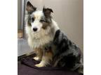Adopt Herb a Merle Australian Shepherd / Mixed dog in Carrollton, TX (41563251)