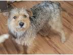 Adopt Anna a Tricolor (Tan/Brown & Black & White) Terrier (Unknown Type