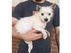 Adopt Scrapy a White Cairn Terrier / Terrier (Unknown Type