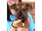 Adopt Bel Air a Brown/Chocolate - with Black Cairn Terrier / Terrier (Unknown